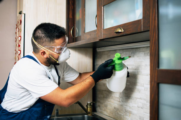 Best Flea Control Services  in Sterling City, TX