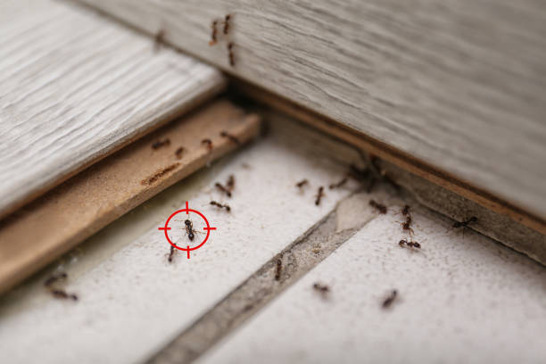 Best Pest Removal Services  in Sterling City, TX
