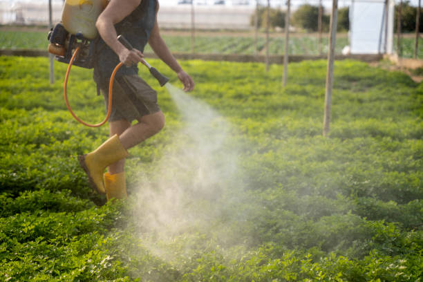 Best Local Pest Control Services  in Sterling City, TX