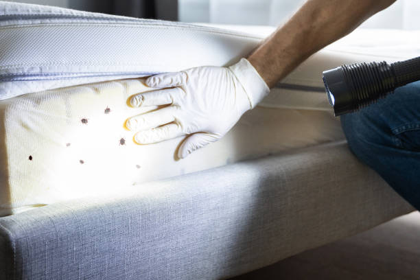 Best Emergency Pest Control  in Sterling City, TX