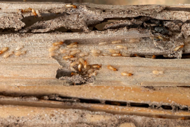 Best Cockroach Control Services  in Sterling City, TX